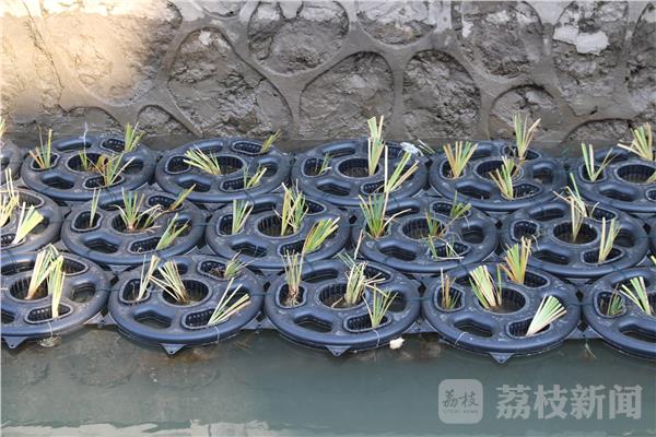 博鱼综合体育水生植物净化河道 既环保又美化环境(图2)