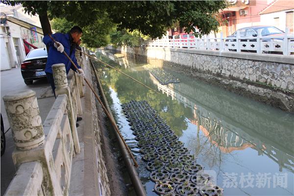 博鱼综合体育水生植物净化河道 既环保又美化环境