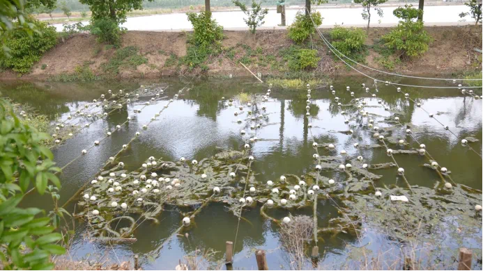 博鱼综合体育中央生态环境保护督察集中通报典型案例 其中湖北一例(图4)