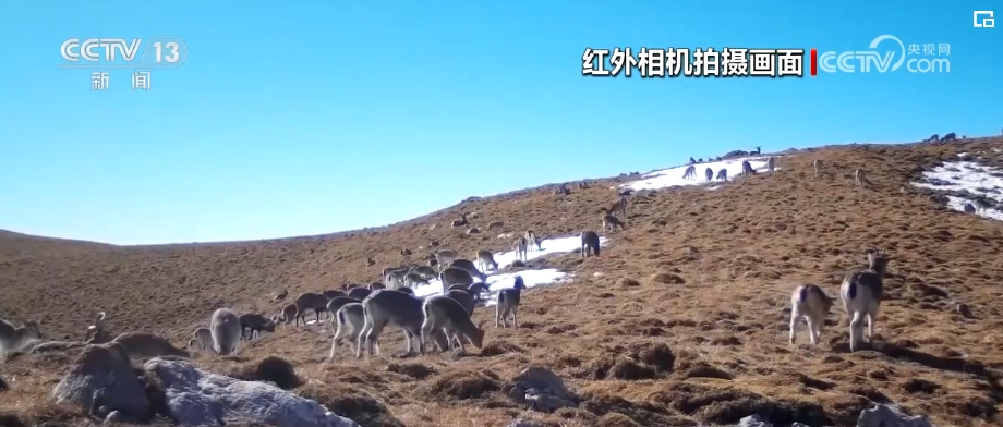 博鱼综合体育雪豹、鹭鸟、蝴蝶……万物和谐！生态空间面积不少、功能不降、性质不变(图2)